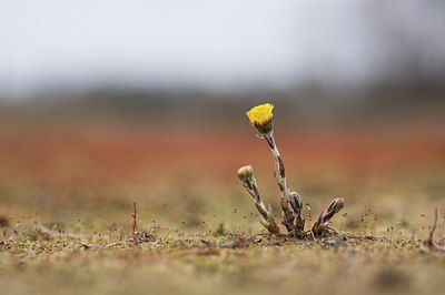 BUITEN BEELD Foto: 273385