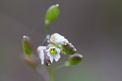 BUITEN BEELD Foto: 273451