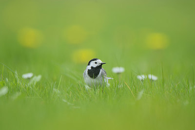 BUITEN BEELD Foto: 273464