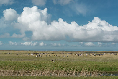 BUITEN BEELD Foto: 273486