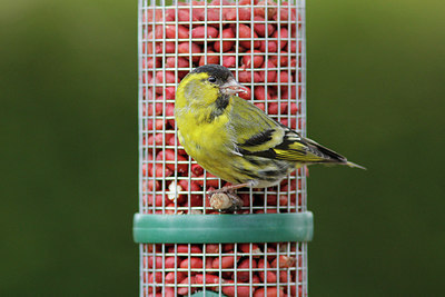 BUITEN BEELD Foto: 273633