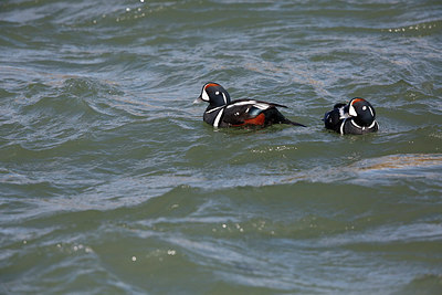 BUITEN BEELD Foto: 273635
