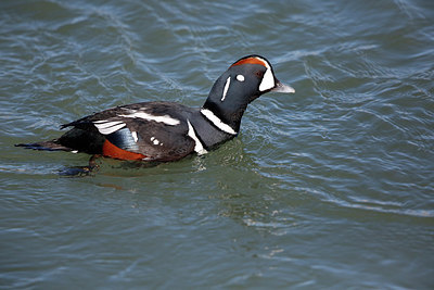 BUITEN BEELD Foto: 273636