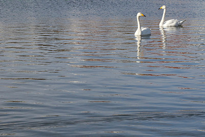 BUITEN BEELD Foto: 273654