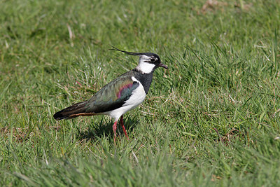 BUITEN BEELD Foto: 273663