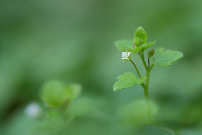 BUITEN BEELD Foto: 273685