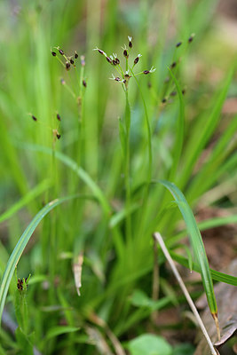 BUITEN BEELD Foto: 273687