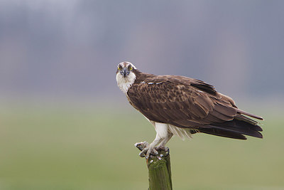 BUITEN BEELD Foto: 273751