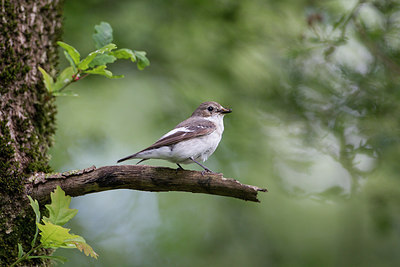 BUITEN BEELD Foto: 273765
