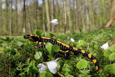 BUITEN BEELD Foto: 273793