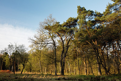 BUITEN BEELD Foto: 273794