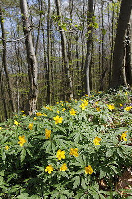 BUITEN BEELD Foto: 273818