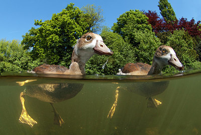 BUITEN BEELD Foto: 273833