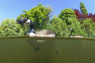 BUITEN BEELD Foto: 273834