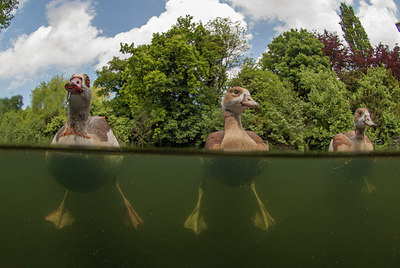 BUITEN BEELD Foto: 273838
