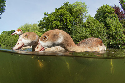 BUITEN BEELD Foto: 273841