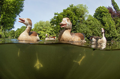 BUITEN BEELD Foto: 273842