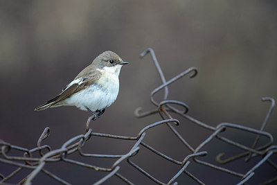 BUITEN BEELD Foto: 273850
