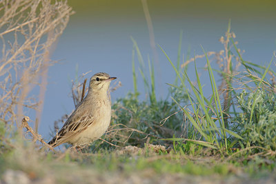 BUITEN BEELD Foto: 273851