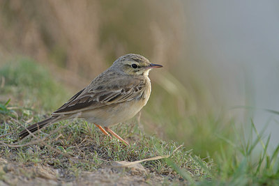 BUITEN BEELD Foto: 273852