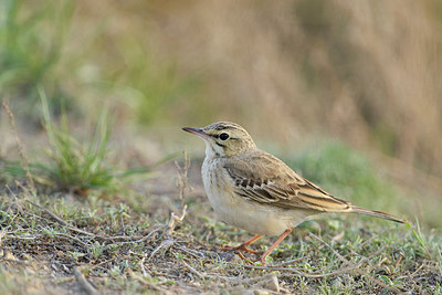 BUITEN BEELD Foto: 273853
