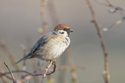 BUITEN BEELD Foto: 273855