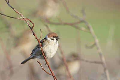 BUITEN BEELD Foto: 273856