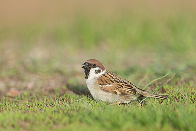 BUITEN BEELD Foto: 273857