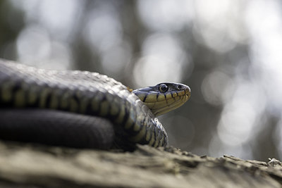 BUITEN BEELD Foto: 273860