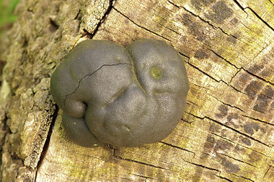BUITEN BEELD Foto: 273864