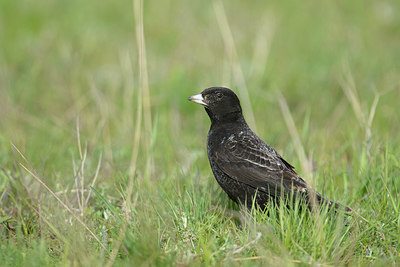 BUITEN BEELD Foto: 273871