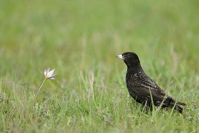 BUITEN BEELD Foto: 273872