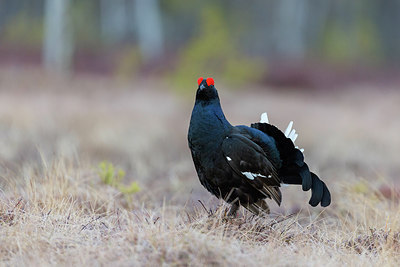 BUITEN BEELD Foto: 273875