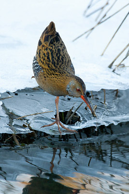 BUITEN BEELD Foto: 273884
