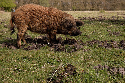 BUITEN BEELD Foto: 273914