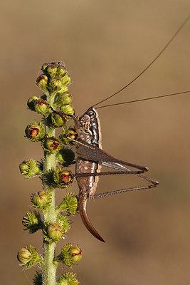 BUITEN BEELD Foto: 273935