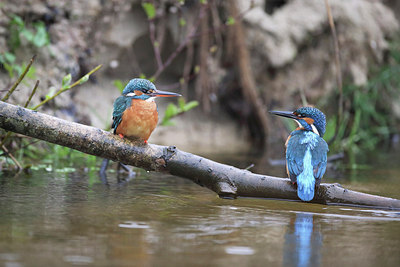 BUITEN BEELD Foto: 273971