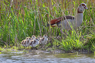 BUITEN BEELD Foto: 273975
