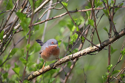 BUITEN BEELD Foto: 273979