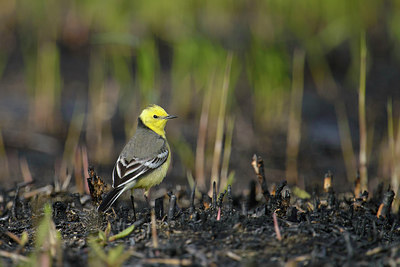 BUITEN BEELD Foto: 273995