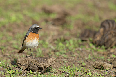 BUITEN BEELD Foto: 273998
