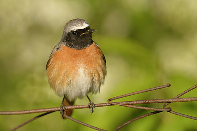 BUITEN BEELD Foto: 273999