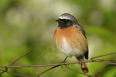 BUITEN BEELD Foto: 274000