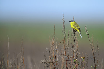 BUITEN BEELD Foto: 274003