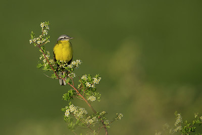 BUITEN BEELD Foto: 274008