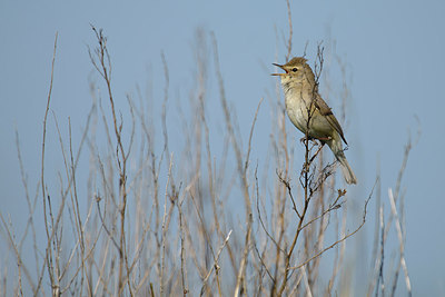 BUITEN BEELD Foto: 274018