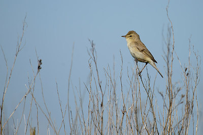 BUITEN BEELD Foto: 274019