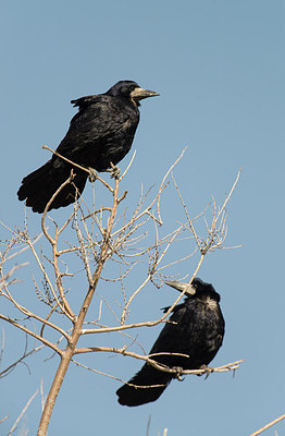 BUITEN BEELD Foto: 274026