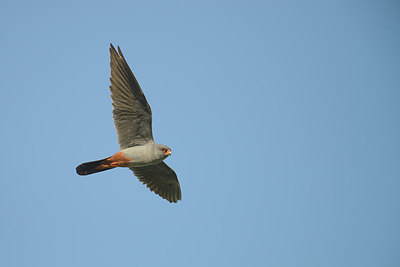 BUITEN BEELD Foto: 274030