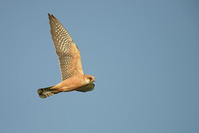 BUITEN BEELD Foto: 274036